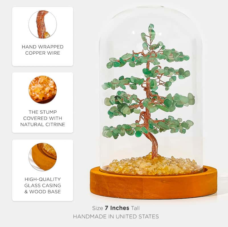 Money Tree Plant | Large Money Tree | MQ JEWELS STORE